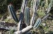 Preview photo Cereus hildmannianus