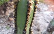 Preview photo Cereus crassisepalus