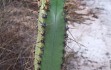 Preview photo Cereus crassisepalus