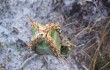 Anteprima di Cereus crassisepalus