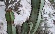 Preview photo Cereus crassisepalus