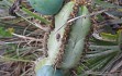 Preview photo Cereus crassisepalus