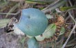Anteprima di Cereus crassisepalus