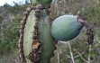 Anteprima di Cereus crassisepalus