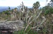 Preview photo Cereus crassisepalus