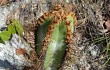 Preview photo Cereus crassisepalus