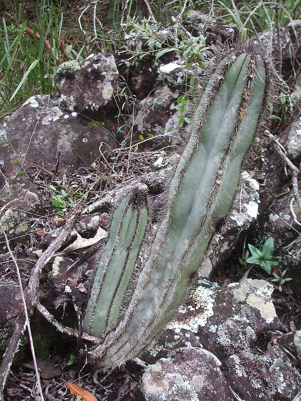 Fotografia di Cereus laniflorus in habitat