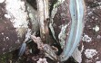 Vista previa de Cereus laniflorus