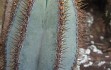 Preview photo Cereus laniflorus