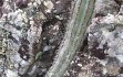 Anteprima di Cereus laniflorus