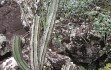 Vista previa de Cereus laniflorus