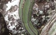 Preview photo Cereus laniflorus