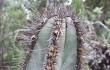 Anteprima di Cereus laniflorus