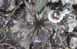 Anteprima di Cereus laniflorus