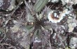 Preview photo Cereus laniflorus