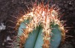 Preview photo Cereus laniflorus