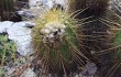 Vista previa de Coleocephalocereus aureus