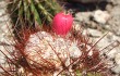 Vista previa de Coleocephalocereus purpureus