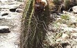 Vista previa de Coleocephalocereus purpureus