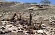 Vista previa de Coleocephalocereus purpureus