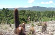 Anteprima di Coleocephalocereus purpureus