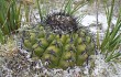 Preview photo Discocactus placentiformis