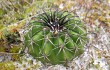 Preview photo Discocactus placentiformis