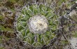 Preview photo Discocactus placentiformis