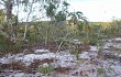 Preview photo Discocactus placentiformis