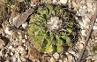 Preview photo Discocactus placentiformis