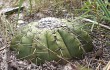 Preview photo Discocactus placentiformis