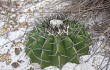 Preview photo Discocactus placentiformis