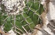 Preview photo Discocactus placentiformis