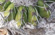 Preview photo Discocactus placentiformis