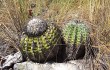 Preview photo Discocactus placentiformis