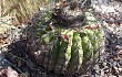 Preview photo Discocactus placentiformis