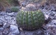 Preview photo Discocactus placentiformis