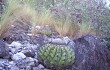 Preview photo Discocactus placentiformis