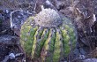 Preview photo Discocactus placentiformis