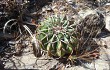 Preview photo Discocactus placentiformis