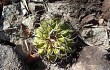 Preview photo Discocactus placentiformis