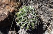 Preview photo Discocactus placentiformis