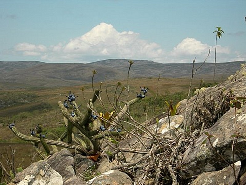 Photograph Cereus minensis in habitat