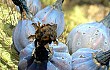 Anteprima di Cereus minensis
