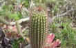 Preview photo Cereus minensis