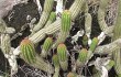 Anteprima di Cereus minensis