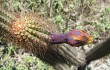 Anteprima di Cereus minensis