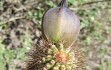 Preview photo Cereus minensis
