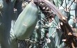 Preview photo Cereus aethiops