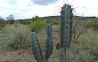 Vista previa de Cereus aethiops